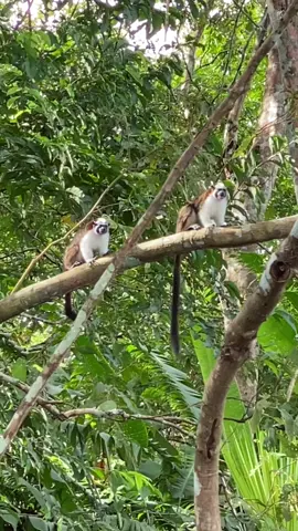 Panama Canal monkey island tour was pretty dope. Loved seeing all the monkeys and wildlife. #panama #panama🇵🇦 #panamatiktok #traveltiktok #adventuretravel #monkeys 