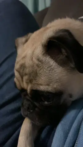 Stole my soda 🤣 #pug ##fyp #pugsoftiktok #ChevyEVSongContest 