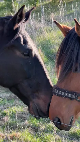 Casper and Rasta ❤️ #horsesoftiktok #horse #equestrian 