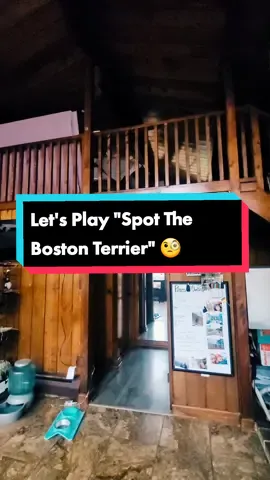 Can you spot the Boston Terrier?  #bostonterrier #bostonterriersoftiktok #bostonterrierlovers #bostonterriers #tiktokgame #LetsPlay #game #dog #puppiesoftiktok #candycrush10 #puppylove #struggle #YellowstoneTV #puppy #pup #daily #cute #dogstorytime #dogsoftiktokviral #dogsvideo #dogsoftiktok #dogs #dog #bostonterriersforever #bostonterriersrock #bostonterriersoftiktok #fyp #fypシ #foryou #foryoupage #followformore 