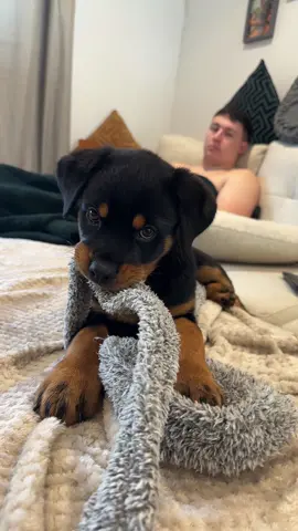 Mum.. stop tripping me out! 🧐😋 #rottweilersoftiktok #rottweiler #rottweilerpuppy #puppy #dogsoftiktok #dogsoundreaction #dogsoundchallenge #doglover #rottweilerlife 
