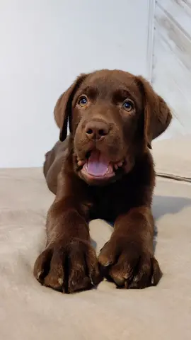 #labradorchocolate #sleepingdog #labradorpuppy #labradorretriever #sleeping #puppysleeping #yawn 