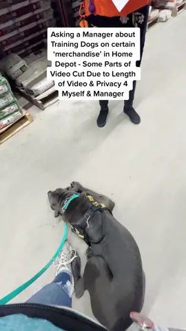 Asking a Manager about Training Dogs on certain ‘merchandise’ in Home Depot - Some Parts of Video Cut Due to Length of Video & Privacy 4 Myself & Manager. Video was originally 15 min long, and a lot or the convo veered as she wanted to know more about Koda, she also had to answer her phone ringing so some things were cut for privacy and length reasons but the main parts kept. So in all - NOT an issue just dont do anything that can cause injury.  #canecorso #canecorsoitaliano #servicedog #servicedogintraining #servicedogsoftikok #canecorsoservicedogintraining #servicesogprospect #servicedogteam #mastiffsoftiktok #DogTraining #puppytraining101 #puppytraining