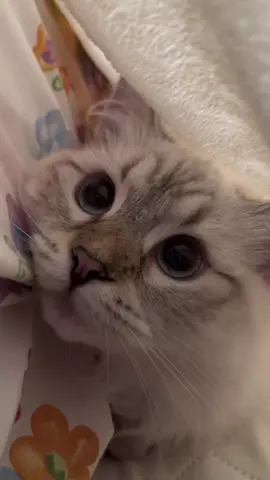 those eyes 🥺 #catsoftiktok #fyp #cat #kitten #blueeyes #siberiancat #meow #pet #fyp #foryou #viral 