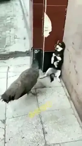 peacock vs dog #funnyanimals #funnydogs #funnyvideos