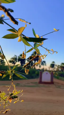 မရောက်တာကြာပြီ မွေးရပ်မြေအမေ့ရွာကလေးဆီ😔#foryou #အညာမြေ #ချောက်မြို့နယ် #ကန်ရေလေးရွာ #မနက်ကမှပြန်လာတာ😂 #မိုးသက်နိုင် 