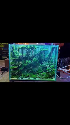 Different type of aquarium landscaping,which one you like #landscape #aquariumhobby #aquascape #fishtanklife #fishtanksoftiktok #aquariumsoftiktok #aquariumplants #diycraft #diyhomedecor #foryourpage