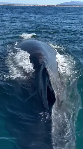 Have you ever had a friendly whale encounter? Yesterday one of our favorite humpback whales, Angel Wing, and her calf were friendly with us. Both whales were displaying the behavior we call “mugging”, which is when the whale gets curious and came to check out the boat.   🐋 Book your trip now to what has whale sim the wild #wildlife #nature #photography #friendly #friends #california #news #whales #sun #sunnyday #tiktok #tiktokviral 