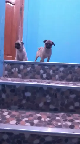 recordar es algo hermoso #parati #puglife #pugs #family #puglover #amor