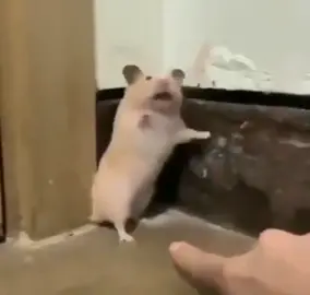 hamster screaming