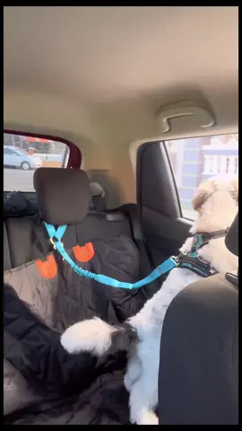 Doggy seatbelt.  100% recommend.  #dog #puppy #seatbelt 