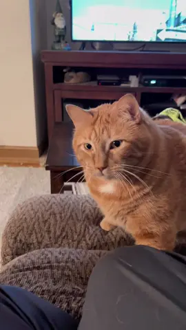 Oddly enough, he didnt want to share my turkey sandwich. Shocker! #funnycat #gaggingcat #catsoftiktok #fyp #catvideo #turkeysandwich 