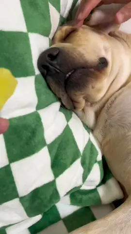 Bet he has a sweet dream #dogsoftiktok #PetsOfTikTok #labrador #dogsleeping #fyp #greenscreenvideo 