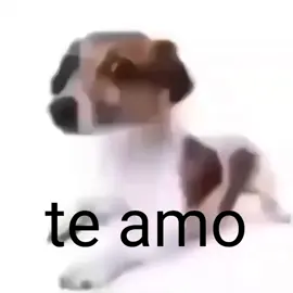 para dedicar señores #funny #shitpost #Love #dog #memes #meme #discord #fyp #parati #ponmeenparati 