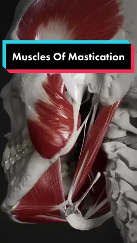 Muscles responsible for chewing #tmj #jaw #muscles #anatomy 