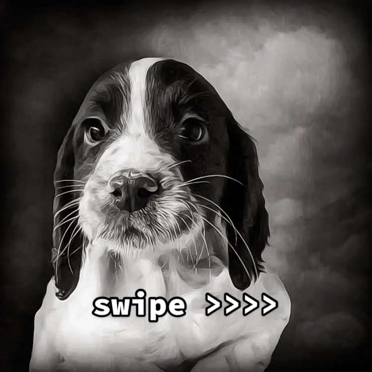 I might have made human feel teary with this! 🥺 #swipe #doglover #puppylove #spanielsoftiktok #brosithespaniel #yousavedme 