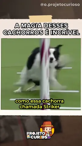 Você tem algum animal de estimação? #cachorro #animais_de_estimação #animais