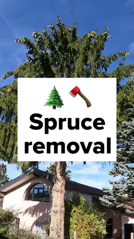 #tree #removal #chainsaw #chainsawman #stihl #stihlchainsaw #asmr #treeremoval #wood #notchequipment #petzl #asmrtiktoks   @stihlusa  @husqvarnausa 