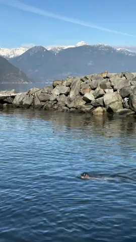 a really special moment releasing 6 rehabilitated seals back into the ocean after helping care for them all summer 🤍 #vancouver #pnw #marinelife #animalrescue #sealrescue #littlethings 