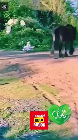 #animalesgraciosos #memepato #golpeschallenge #golpesdelavida�� #ostiazo #memegod #animalescantando #patodonald #patos #memeanimales #animales #risas