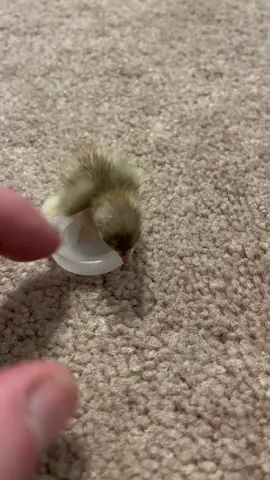 You can lead a button quail to water..but he’ll most likely just sit in it 😂 #fyp #fypシ #foryoupage #foryou #viral #viralvideo #birbs #smol #chicks #cute 