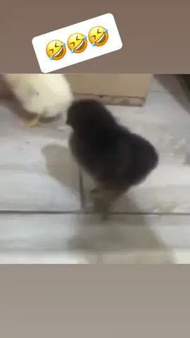 Yo whasup broo#funny #viral #pollito #duet #fyp 