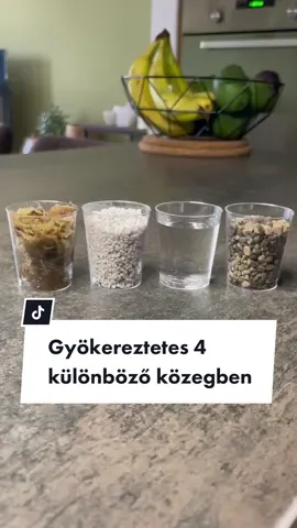 A legnépszerűbb módszer a vízben való gyökereztetés, de vajon a leghatásosabb is? 🤔 #propagation #növény #szobanövény #szaporítás #gyökereztetés 