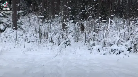 #dogpack #leonberger #bigdogs #ilovemydog #dog #hunde #perro #koira #snow #winter #puppy #playtime #fun #winterwonderland