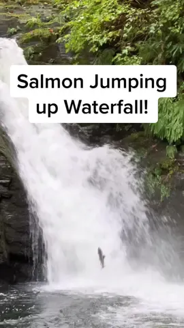 Salmon jumping up waterfall 🐟 on Vancouver Island 🌲. #salmonrun #vanisle #explorebc #naturenerd 