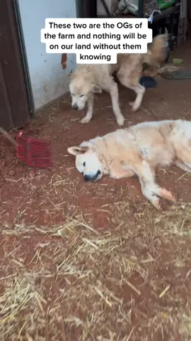 There is no way to appreciate a working dog the way they deserve. These dogs risk themselves to protect their flock/herd at all costs. #feralden #guardian #livestockguardiandogs #greatpyrenees #protection 