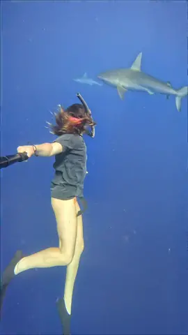 ¿Os dan miedo los tiburones? 🦈
