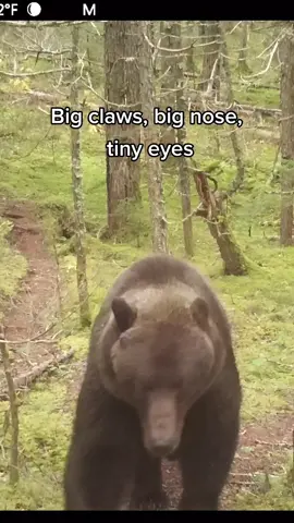 Bears 