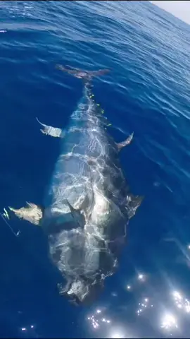 Bluefin tuna XXL? What is your opinion?#finhunters #finhuntersgear #centerconsole #contender #contenderboats #stellar38 #tuna #atun #bluefintuna #gianttuna #giant #offshore #offshorefishing #reeleasycustomrods #fishinglife #fishing #pesca #parati #valencia #fouyou #viral #viralvideo 