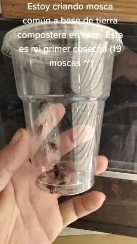 Mosca común nacida en tierra compostera que tengo DENTRO de casa. hay un cuarto especial para bichos -) la tierra que estoy preparando es súper vitaminada para no adicionarle nada más por lo menos en dos años. #moscas #moscasenlacasa #alimentovivo #alimento #bichos #bicho #bichosraros #lizbichos2 