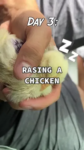 Fresh chicken nuggets @Wild Robbins Farm #chickennuggets #chicken 