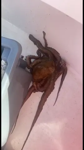 Bonus! Eating good tonight #commercialfishing #gillnet #sinknet #feedingyourfamily #getpaidtofish #fvyellerdog #nc
