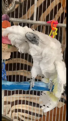 we may have a lot of birds, but Zoey is hands down the creepiest 😳 #cockatoo #talkingbird #zookeeper #birds #tgrexotics #creepy 