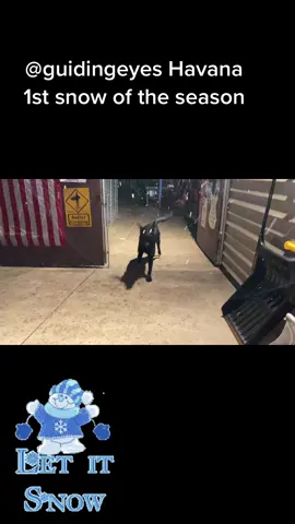 @guidingeyesfortheblind Havana enjoying her first snow of the season with lots more to come im the next few days!  #snow #guidingeyes #guidedogpuppyraiser #guidedogpuppy #guidedogsoftiktok #blacklabsoftiktok #DogsOfBuffalo #GuidingEyesForTheBlind #GuideDogPuppyInTraining #BlackLab #GuideDogPuppiesOfTikTok 