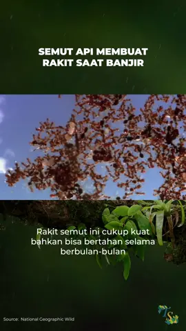 Koloni semut ini akan mencari tempat baru dan kering untuk membuat sarang kembali #temansains #fyp #semut #banjir 