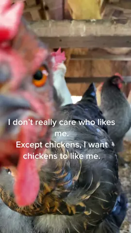 #chickens lol  