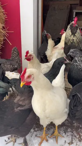 They WERE so excited to come out…. #oliottacres #chickenpapa#EwSnow #winterchicks