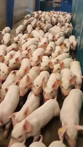 Weaning day))) #denmark🇩🇰 #pigsfarm #animal #grise #pigs #work #свиноферма 