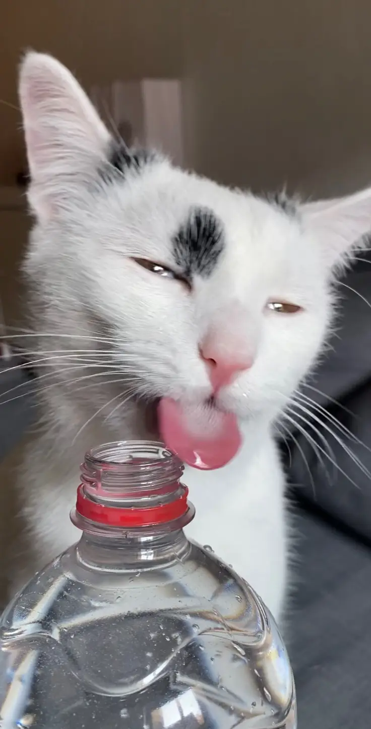 drink water and surprise your liver #catsoftiktok #cattok #foryou 