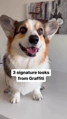 With Graffiti you’ll get a plate full of cuddly, playful, loving, sweet and polite with a huge side of TOOD 😅. His looks are so expressive 🤗.   #dogswithattitude #corgi #pets 