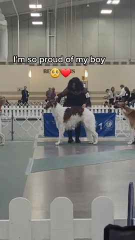 So proud of my boy, Aslan! 😭❤️#borzoi #dogshow #showdog #pet #borzoisoftiktok #showdogsoftiktok #wellbreddogs #doglover #happydog #dogsoftiktok #parati #dog #perro #happy 