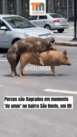 Um casal de porcos foi flagrado em um momento inusitado na avenida Arthur Bernardes, no bairro Santo Bento, na região Centro-Sul de Belo Horizonte. A cena de amor entre os animais foi registrada no final da manhã desta quarta-feira (16). 