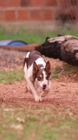 Fly 🔥🇧🇷🔝  🇺🇸Imp.Wisp x Dixie Pe De Boi🧬  #border #bordercollie #shepdog #importado #gringa #eua #caodeboi #caodegado #ovinos #bovinos #agro #agropecuaria #agronegocio #agronaopara #pecuaria #pecuariabrasil #pecuariabrasiloficial #pecuariabr #genetica #fy #fyy #workingdog #viral #working 