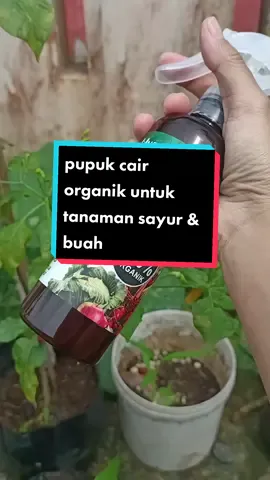 Pupuk organik cair , mempercepat masa panen dan meningkatkan hasil panen (buah) 🍅🌶️🥒💯 #fyp #undara #pupukcairorganik 