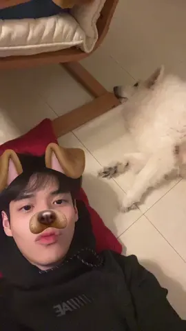 Two sleepy doggo #poon_mit12 #doggo 