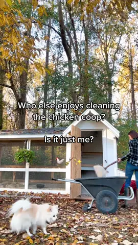 I grew up on a horse farm and cleaned horse stalls when I was younger. I don’t live in an area where I can have horses so my chickens are the gateway to my farm-girl life. Cleaning the chicken coop is a bit nostalgic and weirdly makes me happy 🥰 ✅@eatonpetandpasture bedding #happychickens #chickencoop #healthychickens #backyardchickens #chickenkeeper #cleancoopsmakehappybirds #cleancoop 